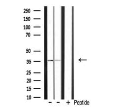 Invitrogen POU4F3 Polyclonal Antibody 100 &mu;L; Unconjugated:Antibodies,