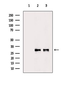 Invitrogen MRPL10 Polyclonal Antibody 100 &mu;L; Unconjugated:Antibodies,