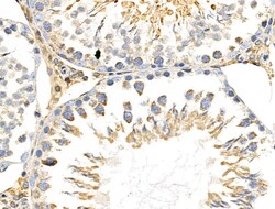 Invitrogen MRPL11 Polyclonal Antibody 100 &mu;L; Unconjugated:Antibodies,