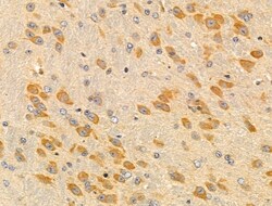 Invitrogen MRPL13 Polyclonal Antibody 100 &mu;L; Unconjugated:Antibodies,
