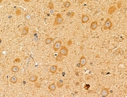 Invitrogen MRPL13 Polyclonal Antibody 100 &mu;L; Unconjugated:Antibodies,
