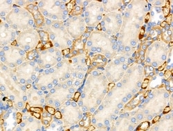 Invitrogen MRPL15 Polyclonal Antibody 100 μL; Unconjugated:Antibodies,
