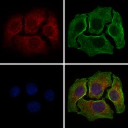 Invitrogen MRPL44 Polyclonal Antibody 100 &mu;L; Unconjugated:Antibodies,