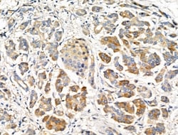 Invitrogen MRPL44 Polyclonal Antibody 100 &mu;L; Unconjugated:Antibodies,