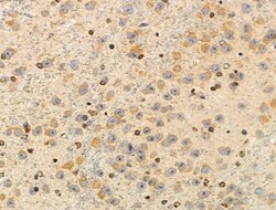 Invitrogen MRPL44 Polyclonal Antibody 100 &mu;L; Unconjugated:Antibodies,