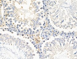 Invitrogen MRPL44 Polyclonal Antibody 100 &mu;L; Unconjugated:Antibodies,