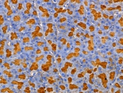Invitrogen MRPL44 Polyclonal Antibody 100 &mu;L; Unconjugated:Antibodies,