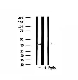 Invitrogen MRPL44 Polyclonal Antibody 100 &mu;L; Unconjugated:Antibodies,