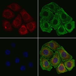 Invitrogen RPL17 Polyclonal Antibody 100 &mu;L; Unconjugated:Antibodies,