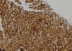 Invitrogen RPL17 Polyclonal Antibody 100 &mu;L; Unconjugated:Antibodies,