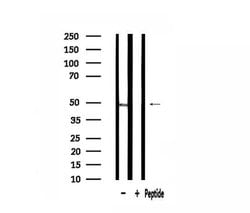 Invitrogen RPL3 Polyclonal Antibody 100 &mu;L; Unconjugated:Antibodies,