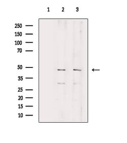 Invitrogen RPL3 Polyclonal Antibody 100 &mu;L; Unconjugated:Antibodies,