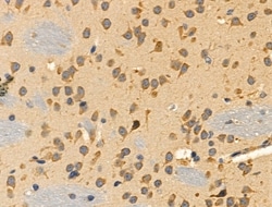 Invitrogen RPL34 Polyclonal Antibody 100 &mu;L; Unconjugated:Antibodies,