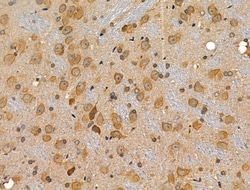 Invitrogen RPL34 Polyclonal Antibody 100 &mu;L; Unconjugated:Antibodies,