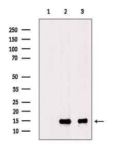 Invitrogen RPL34 Polyclonal Antibody 100 &mu;L; Unconjugated:Antibodies,