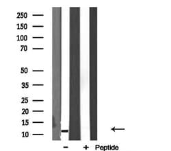 Invitrogen RPL34 Polyclonal Antibody 100 &mu;L; Unconjugated:Antibodies,
