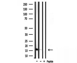 Invitrogen RPL35 Polyclonal Antibody 100 &mu;L; Unconjugated:Antibodies,