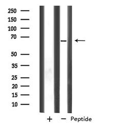 Invitrogen SLC33A1 Polyclonal Antibody 100 &mu;L; Unconjugated:Antibodies,