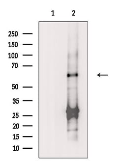 Invitrogen SLC33A1 Polyclonal Antibody 100 &mu;L; Unconjugated:Antibodies,