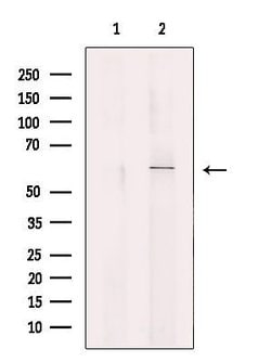 Invitrogen SLC33A1 Polyclonal Antibody 100 &mu;L; Unconjugated:Antibodies,