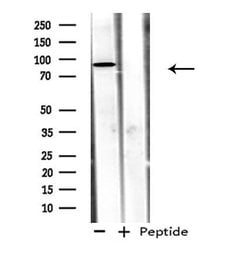 Invitrogen ADAM32 Polyclonal Antibody 100 &mu;L; Unconjugated:Antibodies,