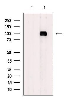 Invitrogen ADAM32 Polyclonal Antibody 100 &mu;L; Unconjugated:Antibodies,