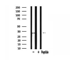 SLC25A6 Polyclonal Antibody:Antibodies, Polyclonal