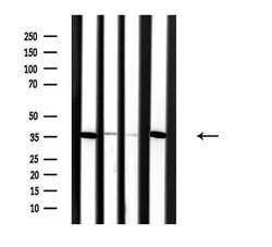 Invitrogen SLC25A31 Polyclonal Antibody 100 &mu;L; Unconjugated:Antibodies,