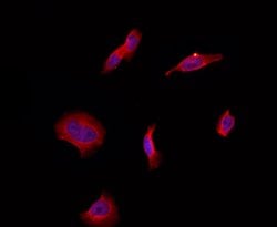 Invitrogen ARF4 Polyclonal Antibody 100 &mu;L; Unconjugated:Antibodies,