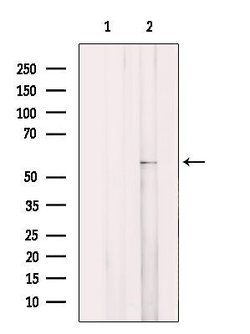 Invitrogen ARFGAP3 Polyclonal Antibody 100 &mu;L | Buy Online | Invitrogen&trade; | Fisher Scientific