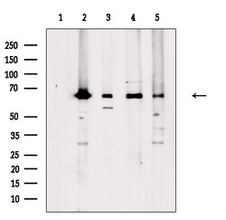 Invitrogen ARFGAP3 Polyclonal Antibody 100 &mu;L | Buy Online | Invitrogen&trade; | Fisher Scientific