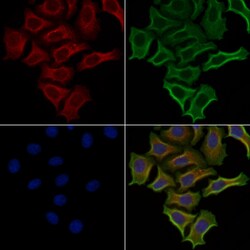 PHYKPL Polyclonal Antibody, Invitrogen 100 &mu;L; Unconjugated:Antibodies,