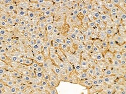 PHYKPL Polyclonal Antibody, Invitrogen 100 &mu;L; Unconjugated:Antibodies,