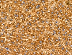 Invitrogen AKR1E2 Polyclonal Antibody 100 μL; Unconjugated:Antibodies,