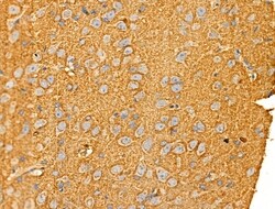 Invitrogen AKR1E2 Polyclonal Antibody 100 μL; Unconjugated:Antibodies,