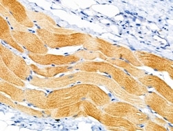 Invitrogen Alpha Sarcoglycan Polyclonal Antibody 100 &mu;L; Unconjugated:Antibodies,