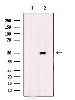 Invitrogen TMEM237 Polyclonal Antibody 100 μL; Unconjugated:Antibodies,