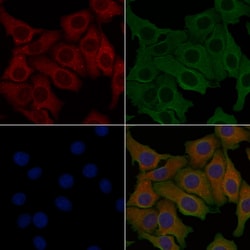 Invitrogen ANGPTL7 Polyclonal Antibody 100 &mu;L; Unconjugated:Antibodies,