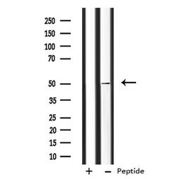 Invitrogen ANGPTL7 Polyclonal Antibody 100 &mu;L; Unconjugated:Antibodies,