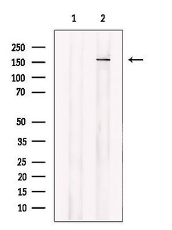 Invitrogen ABCA6 Polyclonal Antibody 100 &mu;L; Unconjugated:Antibodies,
