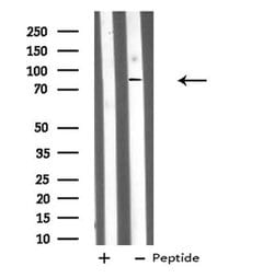 DDX50 Polyclonal Antibody:Antibodies, Polyclonal