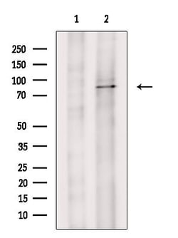 DDX50 Polyclonal Antibody:Antibodies, Polyclonal