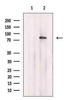 DDX50 Polyclonal Antibody:Antibodies, Polyclonal