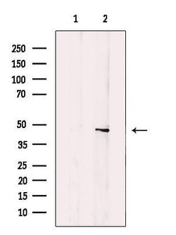 Invitrogen B4GALT1 Polyclonal Antibody 100 &mu;L; Unconjugated:Antibodies,