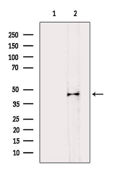 Invitrogen B4GALT1 Polyclonal Antibody 100 &mu;L; Unconjugated:Antibodies,