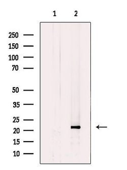 Invitrogen CHP1 Polyclonal Antibody 100 &mu;L; Unconjugated:Antibodies,