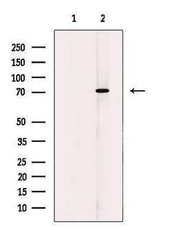 Invitrogen Calpain 10 Polyclonal Antibody 100 &mu;L; Unconjugated:Antibodies,
