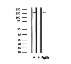 Invitrogen MRP2 Polyclonal Antibody 100 &mu;L; Unconjugated:Antibodies,