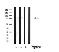Invitrogen CLIP4 Polyclonal Antibody 100 &mu;L; Unconjugated:Antibodies,