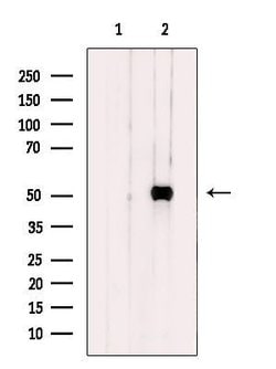 Invitrogen Carboxypeptidase A5 Polyclonal Antibody 100 &mu;L; Unconjugated:Antibodies,